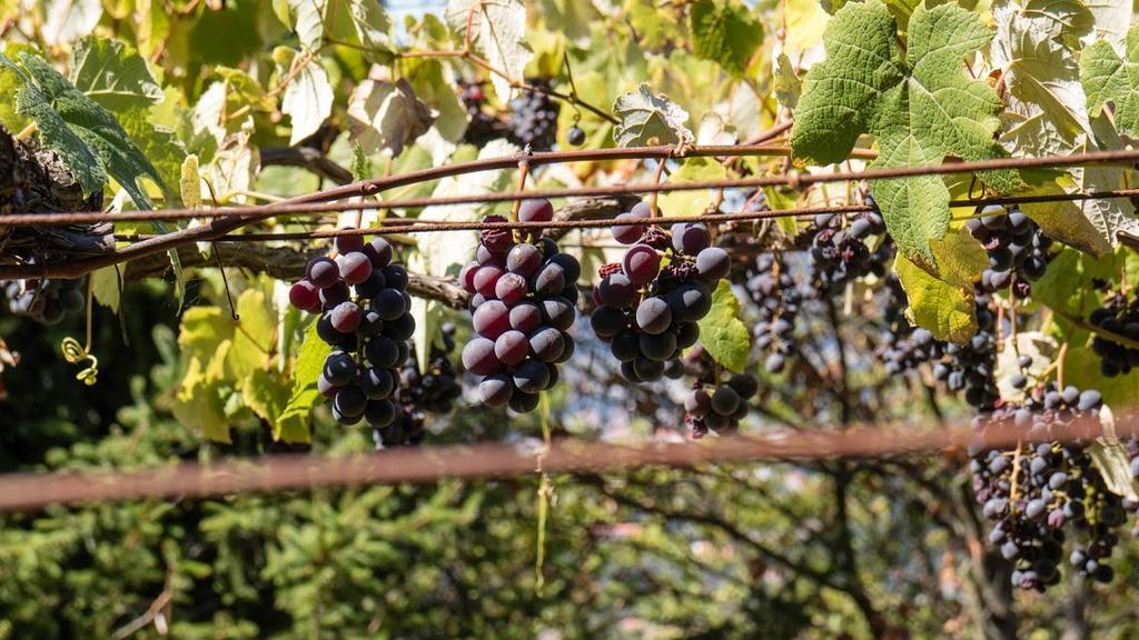 Quinta Das Leiras Santo Tirso Εξωτερικό φωτογραφία